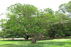 Mischodon zeylanicus